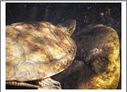 Western Pond Turtle